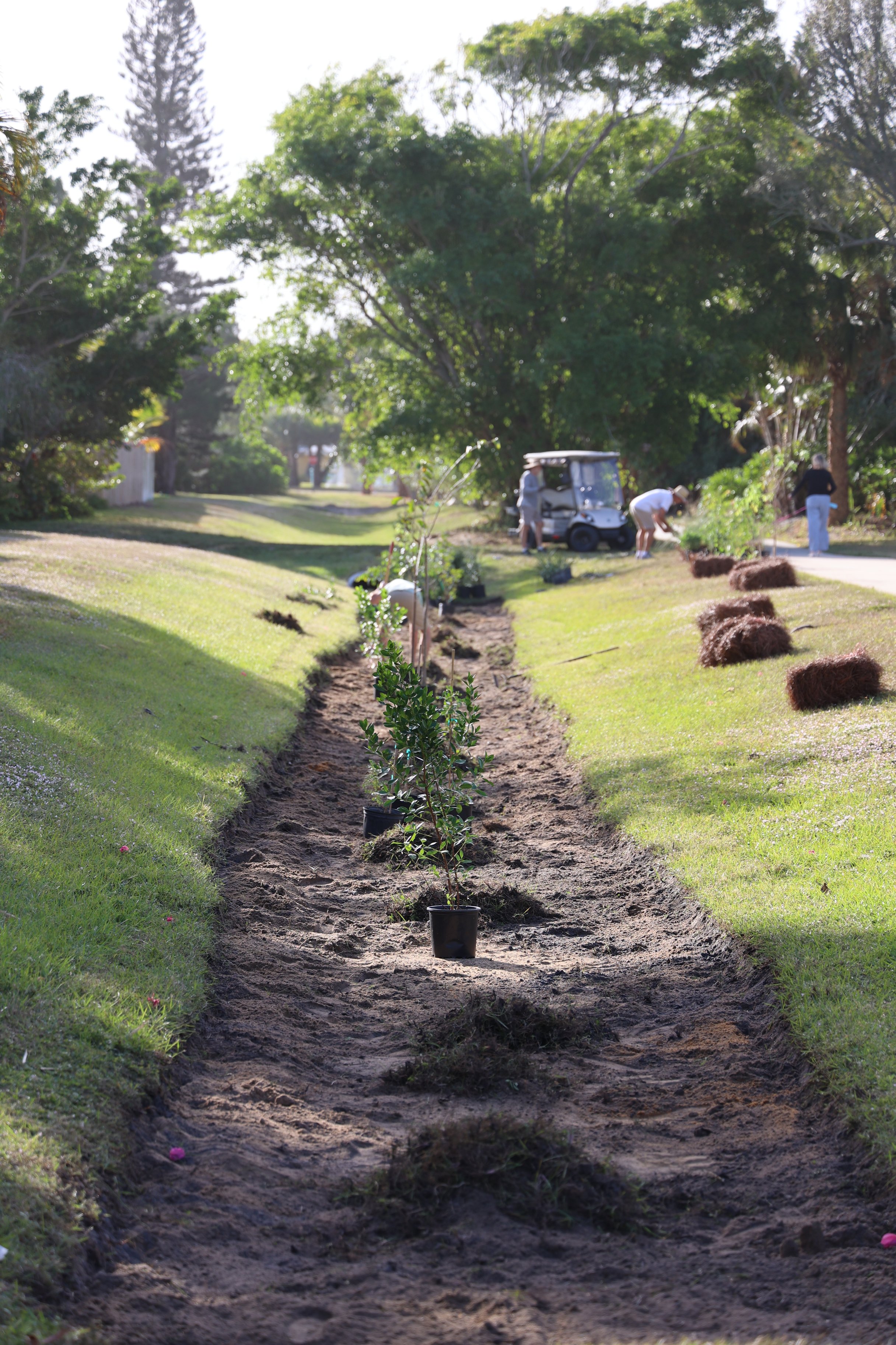 bioswale planting space coast 2024